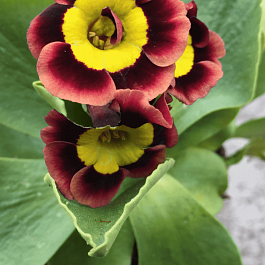 Примула ушковая Piers Telford