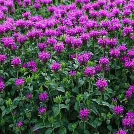 Монарда гибридная Prairienacht