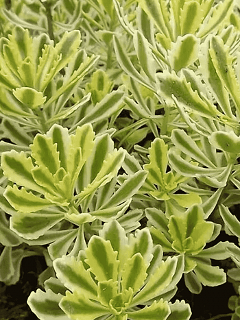 Очиток  МИДДЕНДОРФА "VARIEGATA"