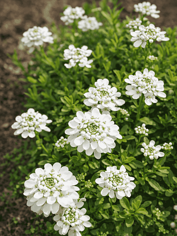 Иберис вечнозеленый Appen-Etz