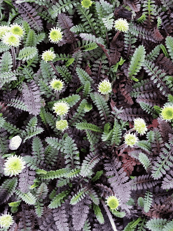 Лептинелла лапчатковая Platts Black