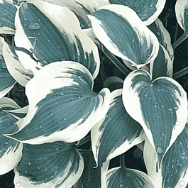 Хоста Great Escape