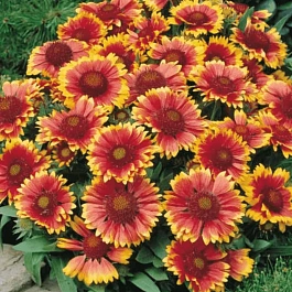 Гайлардия гибридная Arizona Sunset