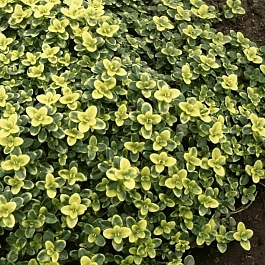 Тимьян лимоннопахнущий Doone Valley