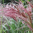 Мискантус китайский Flamingo