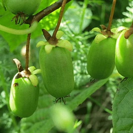 Актинидия Аргута Эстафета