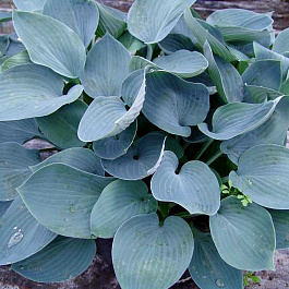 Хоста гибридная Муди Блюз