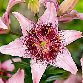 Лилия азиатская Леди Элайн НАБОР 2ШТ (2+2)