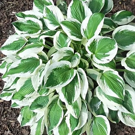 Хоста MinuteMan