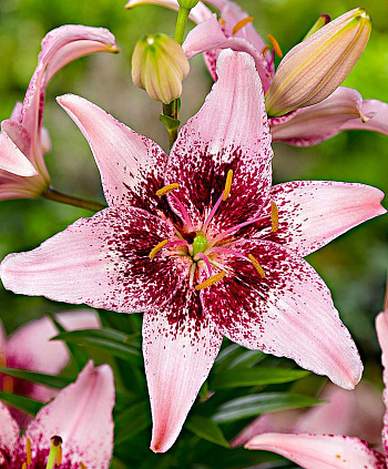 Лилия азиатская Леди Элайн НАБОР 2ШТ (2+2)