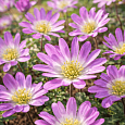 Анемона Pink Star