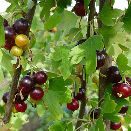 Смородина золотистая Шафак