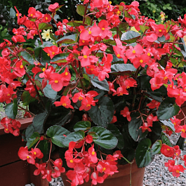 Бегония Big Red Bronze Leaf