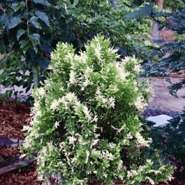 Туя восточная Fleck