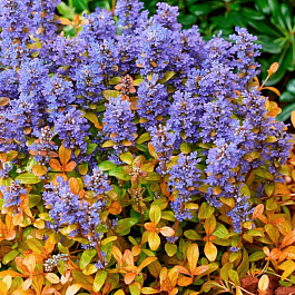 Живучка Feathered Friends Fancy Finch
