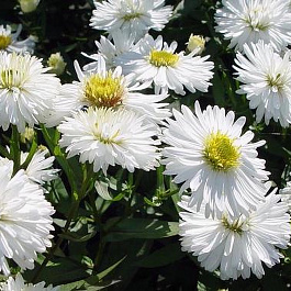 Астра новобельгийская Вайт Ледиз