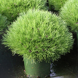 Сосна черная Мари Бреген