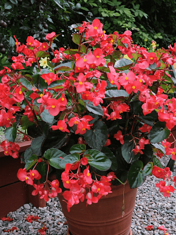 Бегония Big Red Bronze Leaf