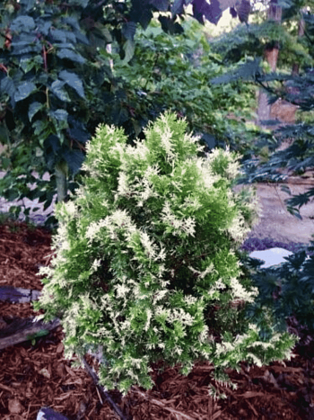 Туя восточная Fleck