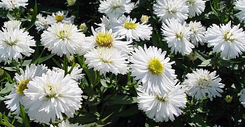 Астра новобельгийская Вайт Ледиз