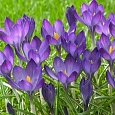 Крокус Ботанический Ruby Giant