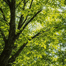 Ясень пенсильванский