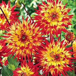 Георгина Декоративная Мерлуза