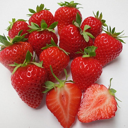 Земляника садовая Гармония