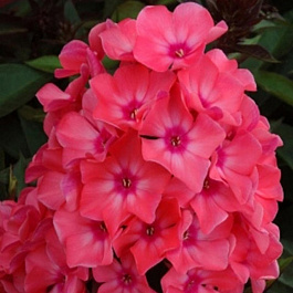 Флокс метельчатый Виндзор НАБОР 2ШТ (1+1)