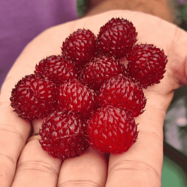 Малина  Raspberry Tower (Hara)