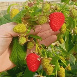 Малина обыкновенная Adelita