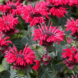 Монарда гибридная Bee-Happy