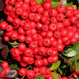 Пираканта cocainea Red Cushion