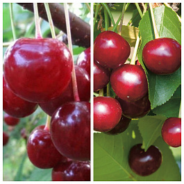 Дерево-сад (2-3 летка) вишня 2 сорта Десертная Морозовой-Владимирская