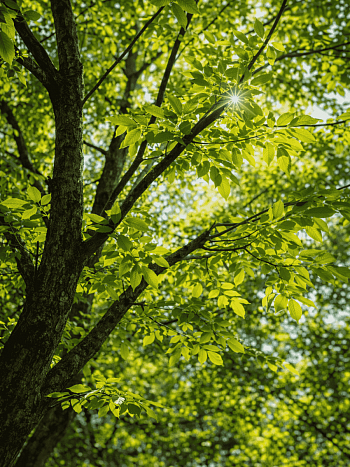 Ясень пенсильванский