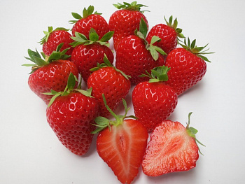 Земляника садовая Гармония