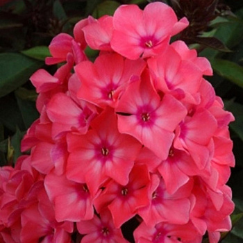 Флокс метельчатый Виндзор НАБОР 2ШТ (1+1)