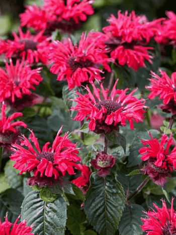 Монарда гибридная Bee-Happy