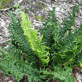 Щитовник родственный Crispa Congesta