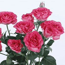 Роза спрей BELLA LINDA CERISE