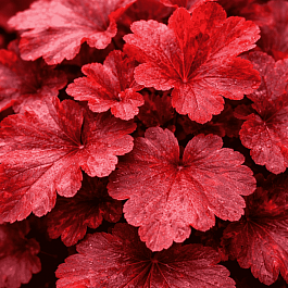 Гейхера Galaxy