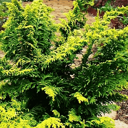 Кипарисовик тупой Fernspray Gold