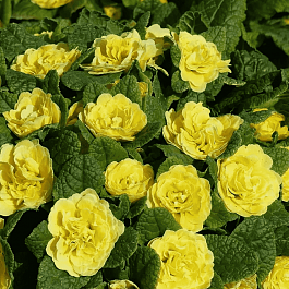 Примула махровая Rosali Golden Yellow