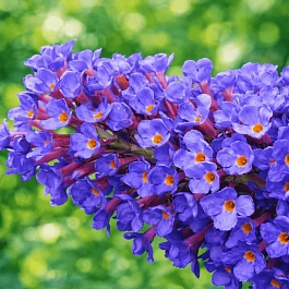 Буддлея давида Empire Blue