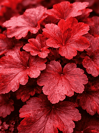 Гейхера Galaxy