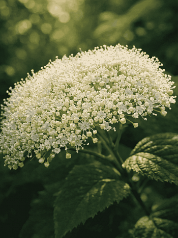 Гортензия древовидная Emerald Lace