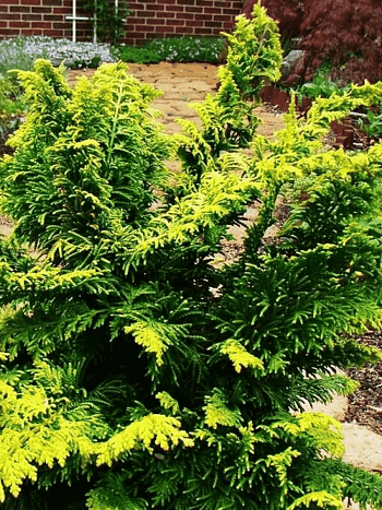 Кипарисовик тупой Fernspray Gold