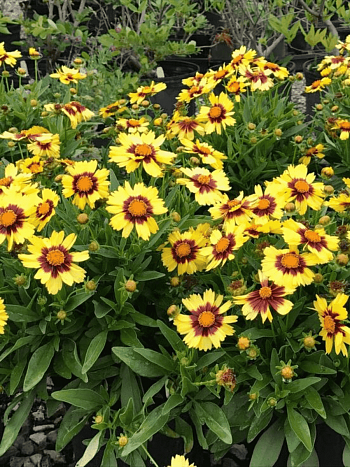 Кореопсис крупноцветковый UpTick Yellow Red