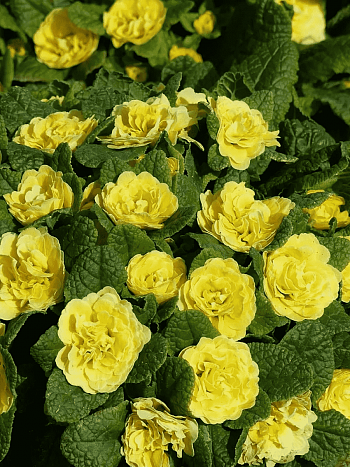 Примула махровая Rosali Golden Yellow