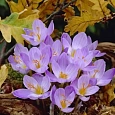 Крокус прекрасный